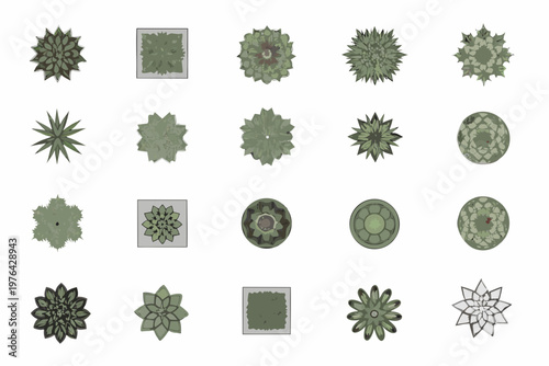 Collection of various green succulent plants viewed from above