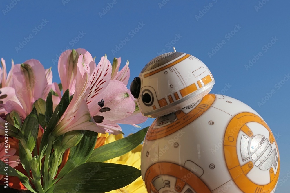 Fototapeta premium Star Wars spherical astromech droid BB-8 examining closely pink Alstroemeria flower, also called Peruvian Lily, sunlit with spring morning sunshine. 