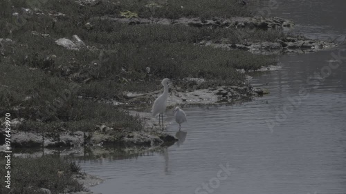 Wallpaper Mural Two Snowy Egrets in Salt Marsh at Ballona Creek Torontodigital.ca