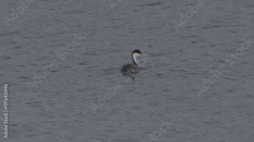 Wallpaper Mural Western Grebe Floating on Open Water at Ballona Creek Torontodigital.ca