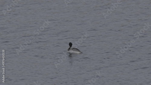 Wallpaper Mural Western Grebe Swimming With Black Cap and White Neck Detail Torontodigital.ca