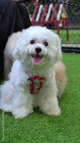 Cute fluffy white small dog wearing a colorful harness on green grass, happy pet portrait with playful outdoor vibes.