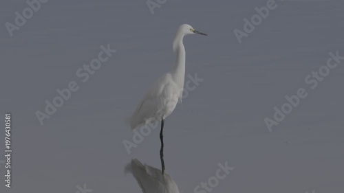Wallpaper Mural Snowy Egret Portrait Standing in Calm Water With Reflection Torontodigital.ca