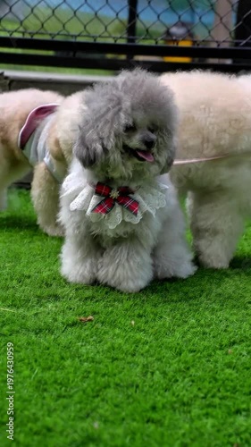 Cute gray Toy Poodle wearing a lace collar on green grass, perfect for pet fashion, lifestyle content, viral reels, and commercial use.