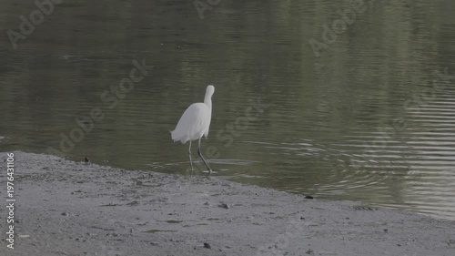 Wallpaper Mural Snowy Egret Hunting Along Green-Tinted Creek Edge Torontodigital.ca