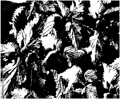 black and white nettle (Urtica) texture