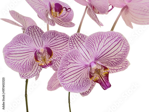 Branch of Phalaenopsis orchids with delicate pink lines, also called  moth orchid, butterfly, anggrek bulan or moon orchid. City streets background. Cut out and isolated.