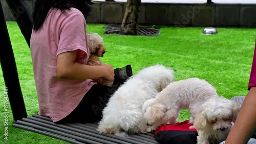 Cute fluffy Bichon Frise and Toy Poodles on a bench in a dog park, playful pet lifestyle with owners in an outdoor setting.