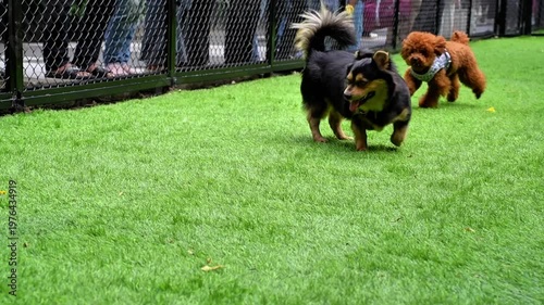 A small black Spitz mix and a brown Toy Poodle run on the green grass at the dog park, a delightful outdoor pet lifestyle scene.