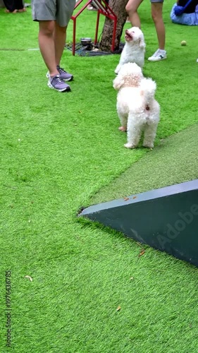 Apricot colored Poodle dog is peeing on green grass, perfect for pet lifestyle, dog park, play videos and commercial use.
