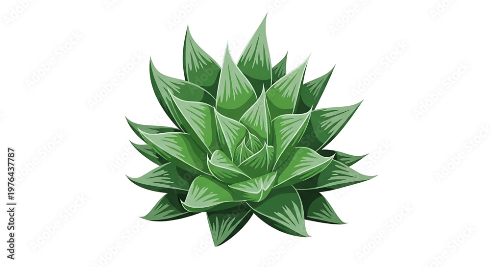 Fototapeta premium A vibrant green succulent plant illustration with sharp pointed leaves on a white background