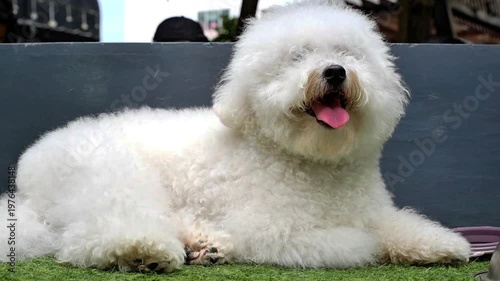Fluffy white Bichon Frise lying on grass, happy and relaxed, cute pet portrait with playful outdoor lifestyle vibes.
