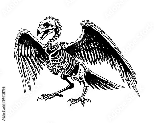 Avian Anatomy Illustration: A detailed illustration reveals the skeletal structure of a bird, offering a unique perspective on its form and structure.