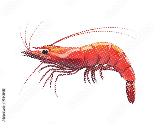 Crimson Shrimp: An isolated image of a vibrant red shrimp with delicate antennae, showcasing the intricate details of its form.