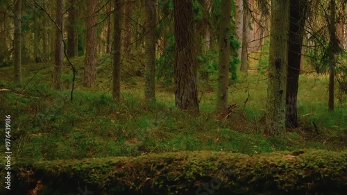 Ground level pan video of cinematic conifer forest with tall pine trunks and lush mossy floor. Magical, immersive woodland atmosphere. Scenic view of wild woods, depths of forest. Natural environment