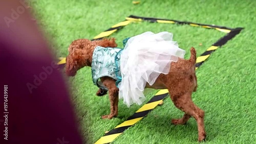 Cute poodle dog dressed up in luxury running on green grass, cheerful pet fashion, adorable outdoor dog, luxury lifestyle scene.