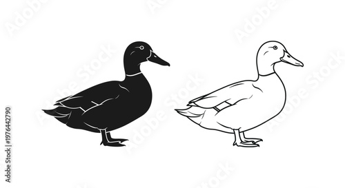 MaleFemaleDuckIllustrationsSimpleBlackWhiteDesigns Vector
