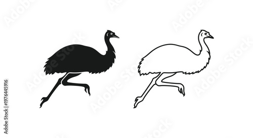 Emus vs Ostriches Flightless Bird Comparison Guide Vector