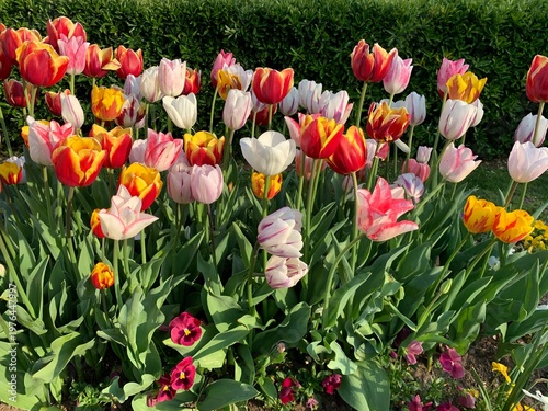 Bunte Tulpen im Park - Garten im Tessin, Schweiz
rot, gelb, weiss, pink, lila, alles warme Farben