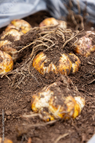 Blumen Zwiebel in der Erde