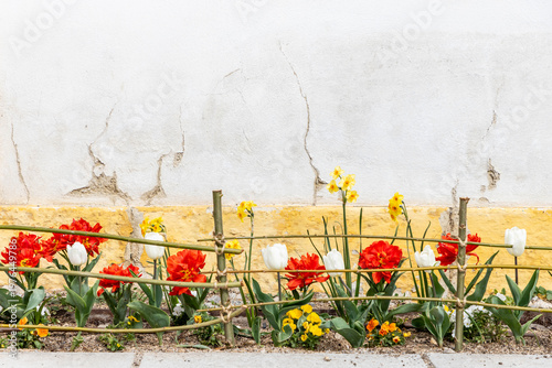 Blumen im Frühling vor einer Mauer