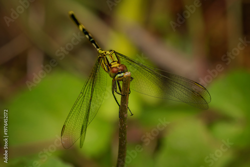 Εκτύπωση καμβά Slender skimmer Orthetrum sabina dragonfly perched on stem, yellow-black striped