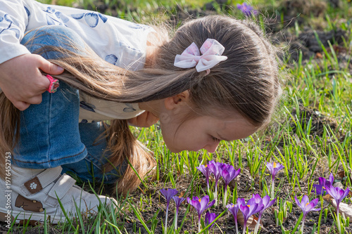 фотографія Cute toddler girl smelling vibrant purple crocus flowers blooming in spring gras