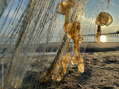 organic debris caught in coastal mesh.