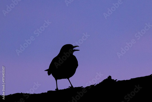 Silhouette einer Amsel in der Abenddämmerung