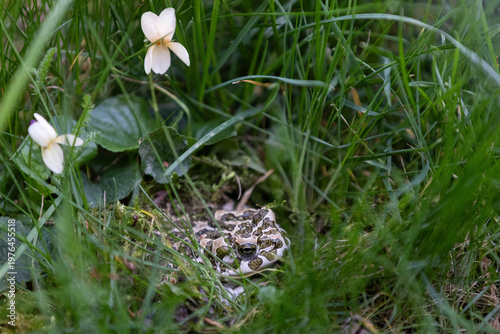 eine Wechselkröte in der Wiese neben gelben Veillchen