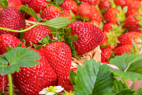 Quadro su tela Close-up of ripe red strawberries in a basket