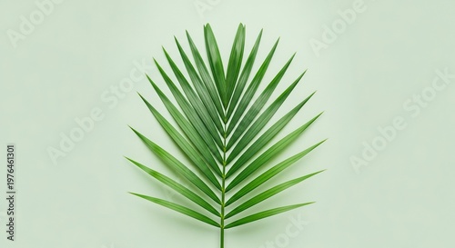 A single vibrant green palm frond is artfully centered against a soft sage background, highlighting the elegance of natural geometric lines, clean, detail, art