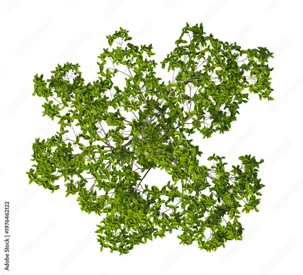 Naklejka premium Single chestnut tree isolated on transparent background. tall tree with leaves isolated on transparent background. Tree isolated on white background. Isolated ornamental tree PNG. Leafy plant PNG.