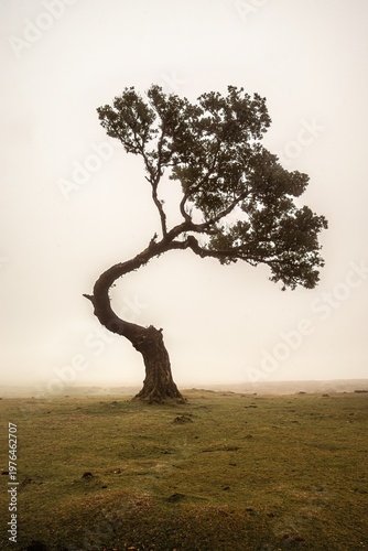 Ancient Laurel Tree in the Mist of Fanal Forest Madeira