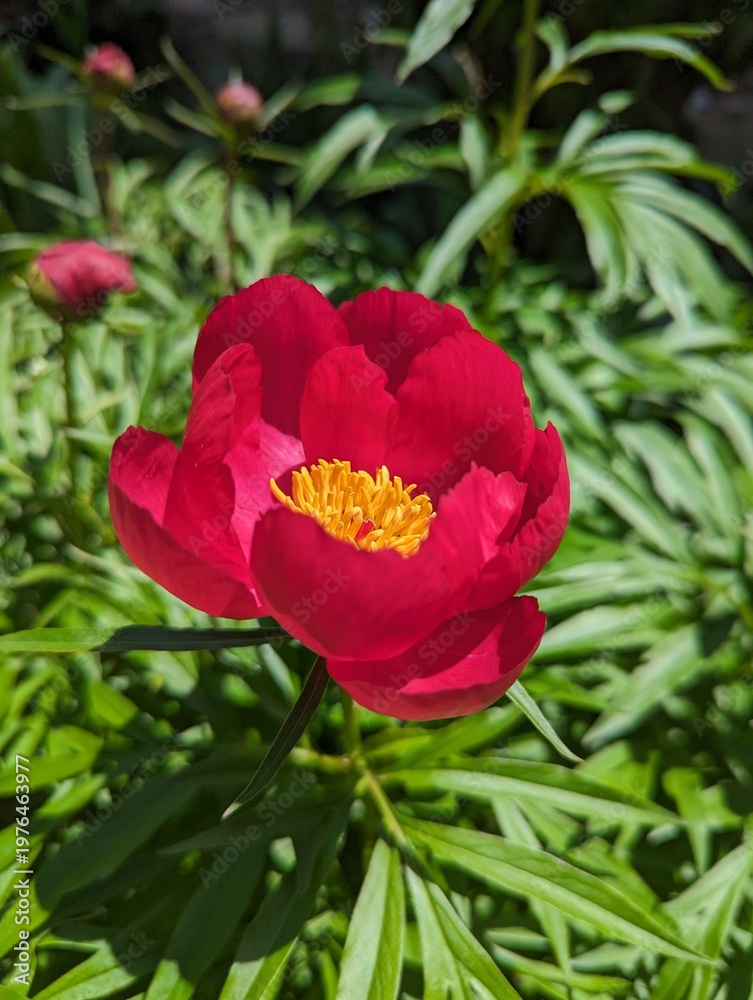 Fototapeta premium A red delicate cut leaf peony opening its flower. 