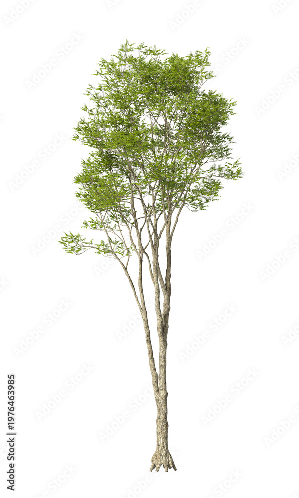 Obraz premium Single green ash tree isolated on transparent background. tall tree with leaves isolated on transparent background. Tree isolated on white background. Isolated ornamental tree PNG. Leafy plant PNG.