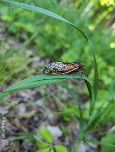Foto A cicala sitting on a long blade of grass.