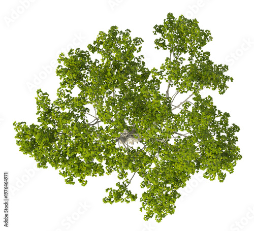 Tableau sur toile Single green tree isolated on transparent background