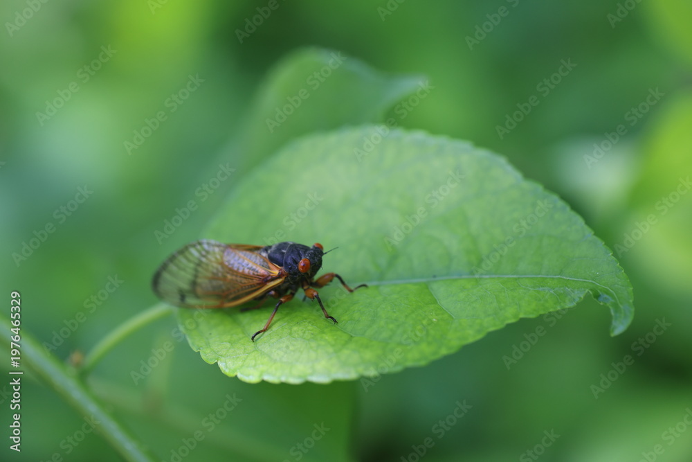 Naklejka premium Sitting perfectly on a leaf in this close up shot of a cicada that hasn't seen the daylight in 17 years, its checks out the leaf and enjoys a spot of sun. 