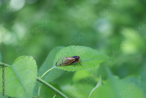 Set apart on a leaf this newly emerged cicada is surveying its new forest world. 