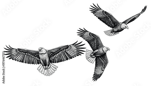 Bald eagle soaring in air monochrome illustration. Isolated, vector of eagle engraving style
