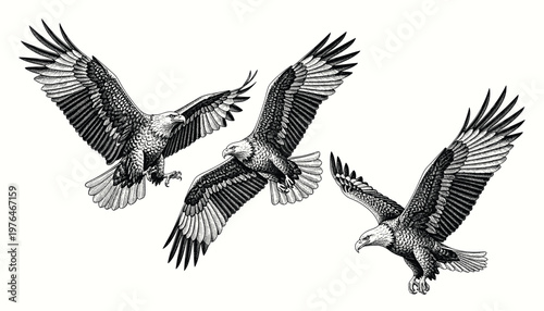 Bald eagle soaring in air monochrome illustration. Isolated, vector of eagle engraving style
