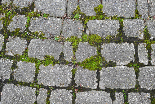 Canvas-taulu grey cobblestone drive with mossy green coverage