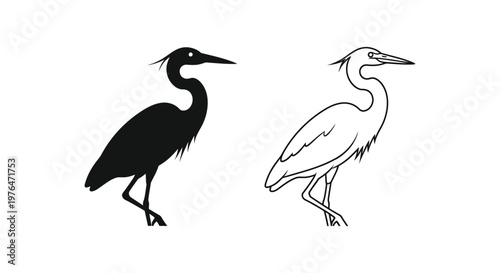 Black and White Heron Birds Illustration Guide Vector