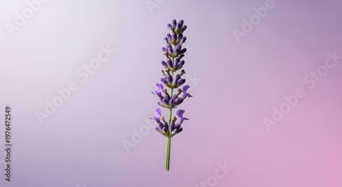 Lavender flower on purple background, close-up, single stem with small purple blooms, floral arrangement, botanical photography, calming and soothing atmosphere, nature, plant, beauty, serenity, relax