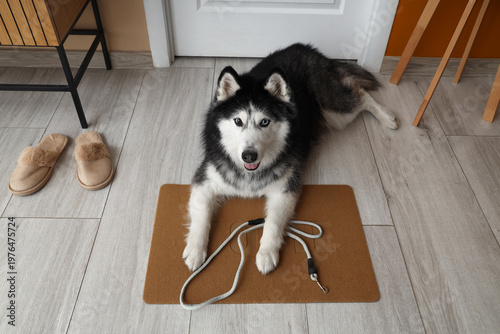 Cute Husky dog with leash l...