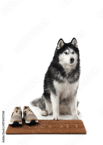 Cute Husky dog with sneaker...