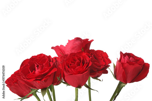 Beautiful red rose flowers on white background