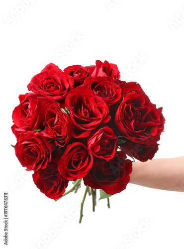 Female hand with bouquet of beautiful red rose flowers on white background