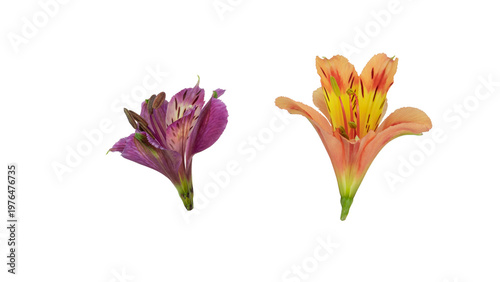 Alstroemeria, commonly called the Peruvian lily or lily of the Incas, native to South America isolated and cut out.